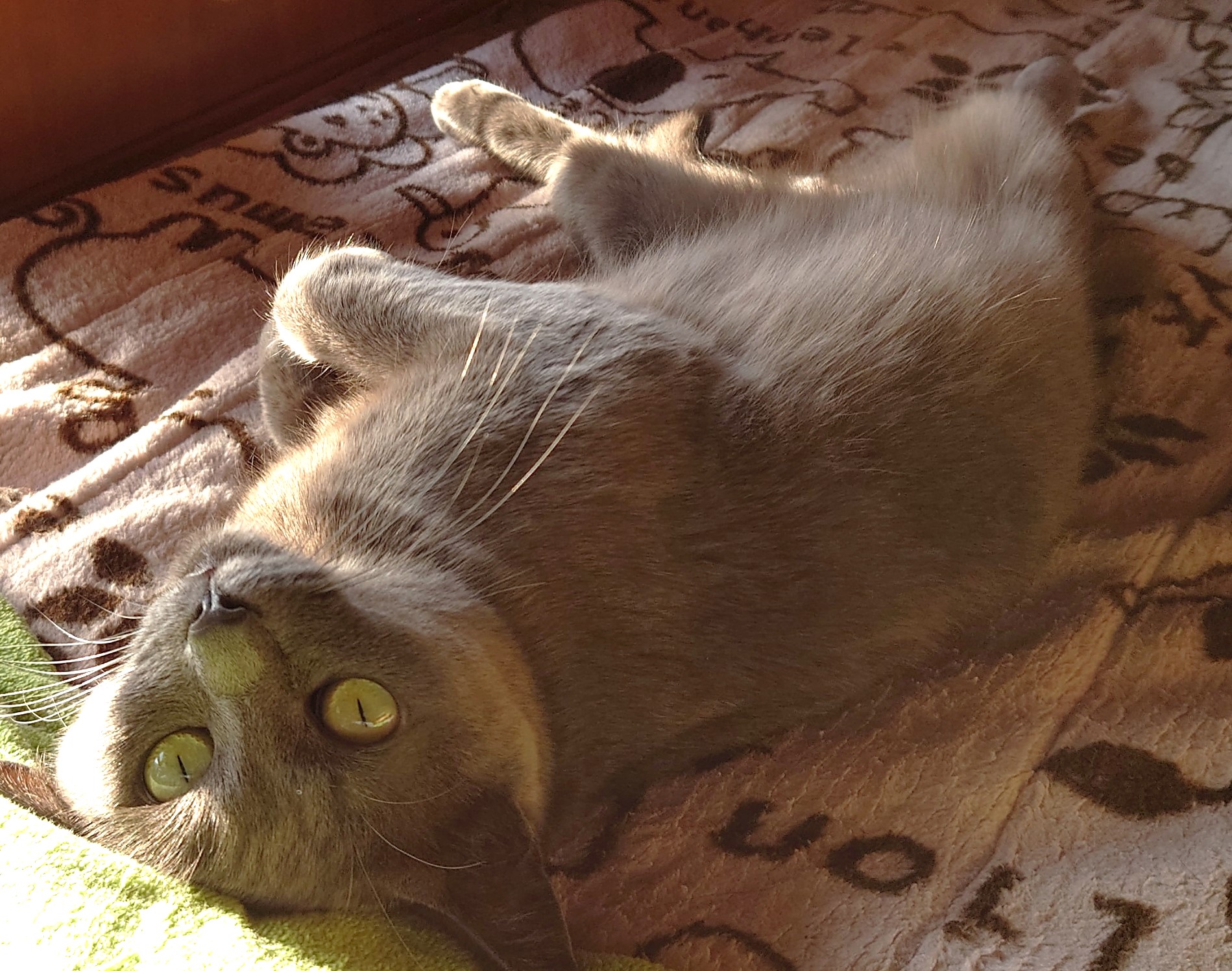 ゆずの写真